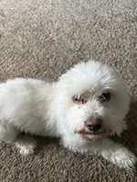 Snowy , a male Maltese for sale in Fall River, MA – 2 of 6