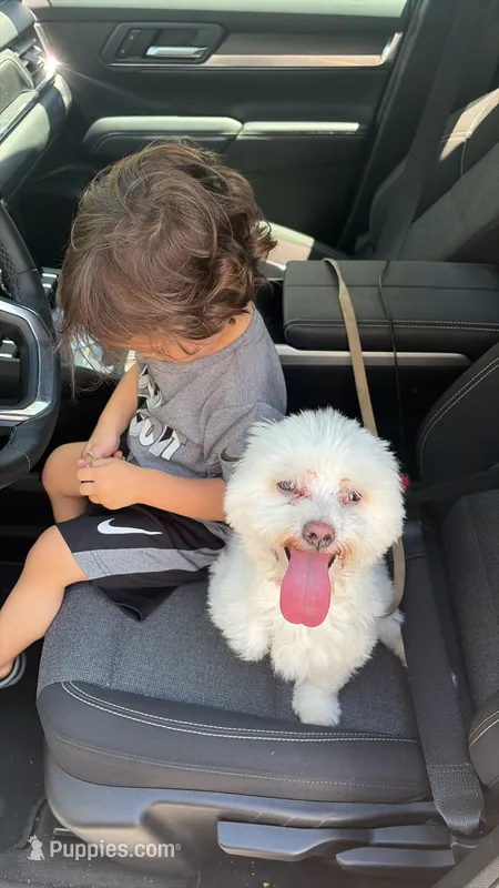 Snowy  – Maltese puppy for sale in Fall River, MA
