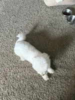Snowy , a male Maltese for sale in Fall River, MA – 3 of 6