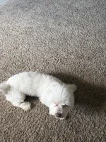 Snowy , a male Maltese for sale in Fall River, MA – 4 of 6