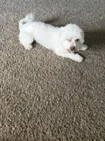 Snowy , a male Maltese for sale in Fall River, MA – 6 of 6