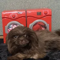 AKC Reese, a male Shih Tzu for sale in Columbus, GA – Photo 4 of 10