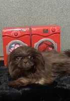 AKC I can drive him he’s ready, a male Shih Tzu for sale in Columbus, GA – Photo 3 of 10