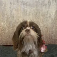 AKC Reese, a male Shih Tzu for sale in Columbus, GA – Photo 9 of 10