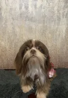 AKC I can drive him he’s ready, a male Shih Tzu for sale in Columbus, GA – Photo 9 of 10