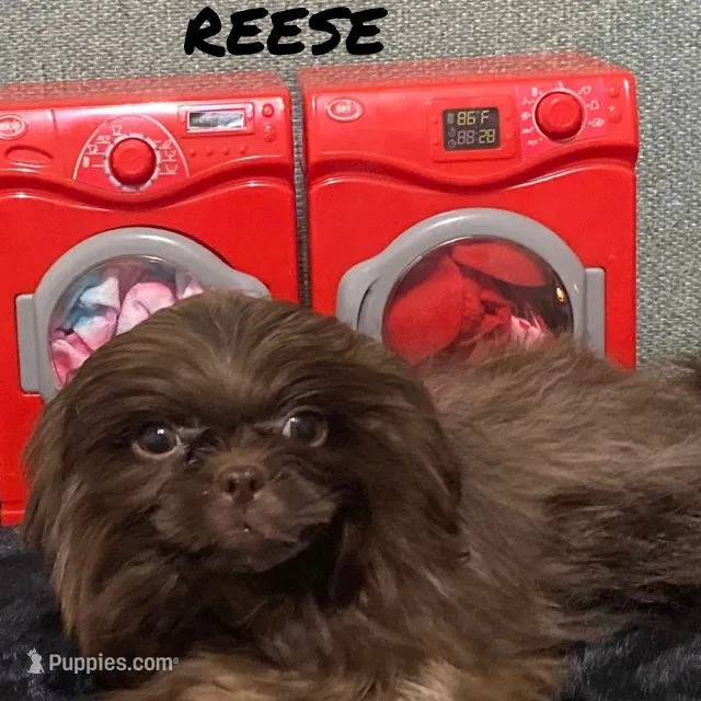 AKC I can drive him he’s ready