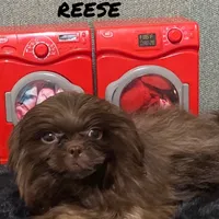 AKC I can drive him he’s ready, a male Shih Tzu for sale in Columbus, GA – Photo 1 of 10