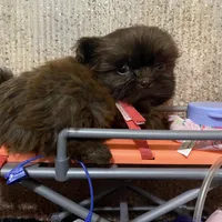 AKC Reese, a male Shih Tzu for sale in Columbus, GA – Photo 8 of 10