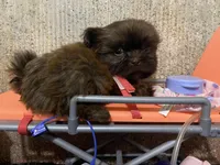AKC I can drive him he’s ready, a male Shih Tzu for sale in Columbus, GA – Photo 7 of 10