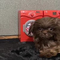 AKC Reese, a male Shih Tzu for sale in Columbus, GA – Photo 2 of 10