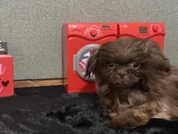 AKC I can drive him he’s ready, a male Shih Tzu for sale in Columbus, GA – Photo 2 of 10