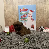 AKC Reese, a male Shih Tzu for sale in Columbus, GA – Photo 5 of 10