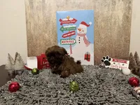 AKC I can drive him he’s ready, a male Shih Tzu for sale in Columbus, GA – Photo 4 of 10