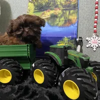 AKC Reese, a male Shih Tzu for sale in Columbus, GA – Photo 6 of 10