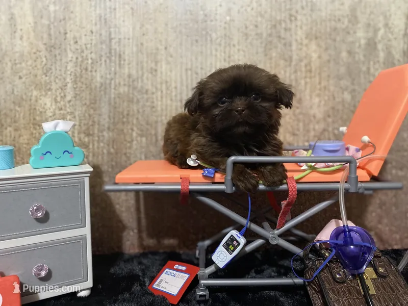 AKC I can drive him he’s ready