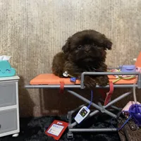 AKC Reese, a male Shih Tzu for sale in Columbus, GA – Photo 1 of 10