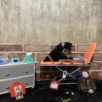 AKC Timmy, a male Shih Tzu for sale in Columbus, GA – Photo 8 of 10