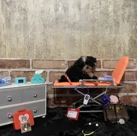 AKC ready to be driven to ya, a male Shih Tzu for sale in Columbus, GA – Photo 8 of 10