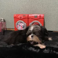 AKC Timmy, a male Shih Tzu for sale in Columbus, GA – Photo 3 of 10