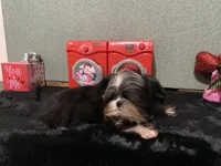 AKC ready to be driven to ya, a male Shih Tzu for sale in Columbus, GA – Photo 2 of 10