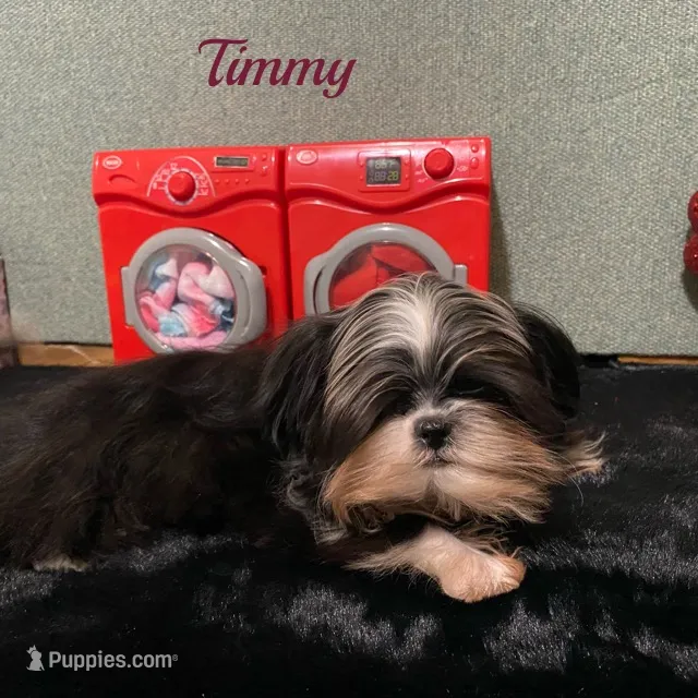 AKC ready to be driven to ya