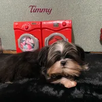 AKC ready to be driven to ya, a male Shih Tzu for sale in Columbus, GA – Photo 1 of 10