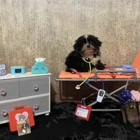 AKC Timmy, a male Shih Tzu for sale in Columbus, GA – Photo 6 of 10