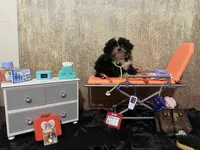 AKC ready to be driven to ya, a male Shih Tzu for sale in Columbus, GA – Photo 6 of 10