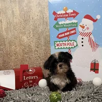 AKC Timmy, a male Shih Tzu for sale in Columbus, GA – Photo 5 of 10