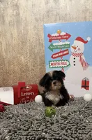 AKC ready to be driven to ya, a male Shih Tzu for sale in Columbus, GA – Photo 4 of 10