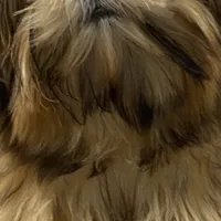 AKC Timmy, a male Shih Tzu for sale in Columbus, GA – Photo 9 of 10