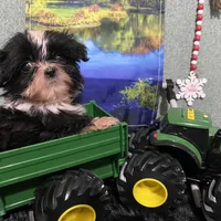 AKC Timmy, a male Shih Tzu for sale in Columbus, GA – Photo 2 of 10