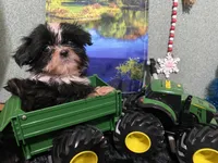 AKC ready to be driven to ya, a male Shih Tzu for sale in Columbus, GA – Photo 5 of 10