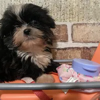 AKC Timmy, a male Shih Tzu for sale in Columbus, GA – Photo 7 of 10