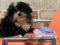 AKC ready to be driven to ya, a male Shih Tzu for sale in Columbus, GA – Photo 7 of 10