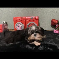 AKC Timmy, a male Shih Tzu for sale in Columbus, GA – Photo 4 of 10