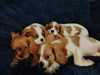 Blenheim Female, a female Cavalier King Charles Spaniel for sale in Clarksville, TN – 3 of 3