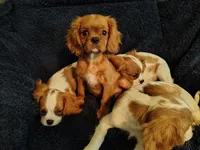 Blenheim Male, a male Cavalier King Charles Spaniel for sale in Clarksville, TN – 2 of 2