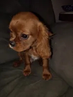 Ruby Male, a male Cavalier King Charles Spaniel for sale in Clarksville, TN – 3 of 3