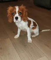 Blenheim Male, a male Cavalier King Charles Spaniel for sale in Clarksville, TN – 1 of 2