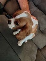 Blenheim Female, a female Cavalier King Charles Spaniel for sale in Clarksville, TN – 2 of 3