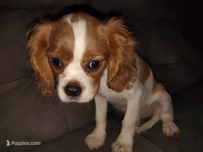 Blenheim Female – Cavalier King Charles Spaniel puppy for sale in Clarksville, TN