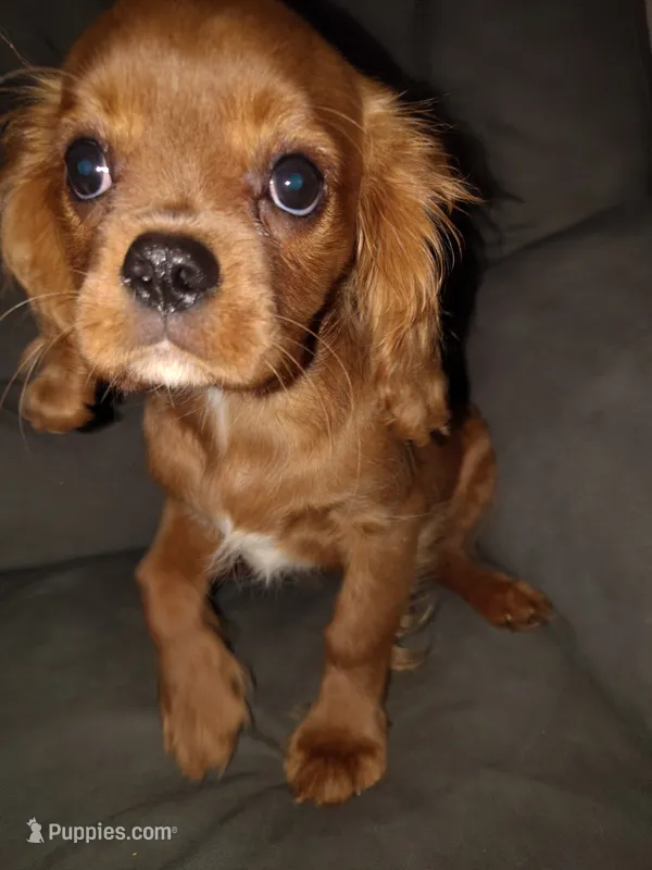Ruby Male – Cavalier King Charles Spaniel puppy for sale in Clarksville, TN