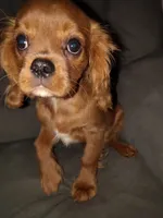 Ruby Male, a male Cavalier King Charles Spaniel for sale in Clarksville, TN – 1 of 3