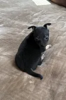Ollie, a male Bichon Frise and Chihuahua for sale in Hulbert, OK – 2 of 4