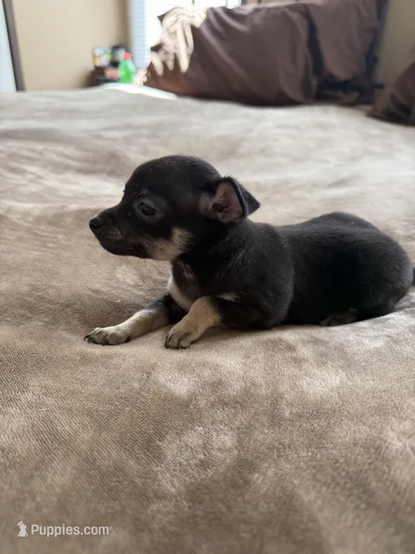 Ollie – Bichon Frise, Chihuahua puppy for sale in Hulbert, OK