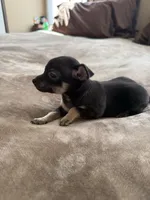 Ollie, a male Bichon Frise and Chihuahua for sale in Hulbert, OK – 1 of 4