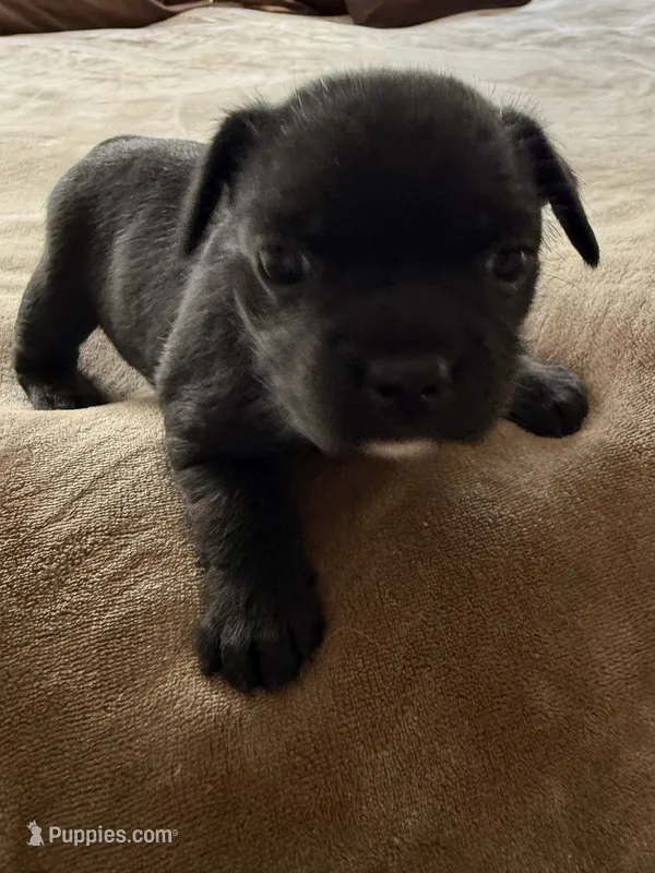 Peachy – Bichon Frise, French Bulldog puppy for sale in Hulbert, OK