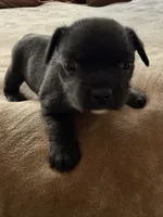 Peachy, a female Bichon Frise and French Bulldog for sale in Hulbert, OK – 1 of 8