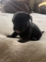 Peachy, a female Bichon Frise and French Bulldog for sale in Hulbert, OK – 6 of 8